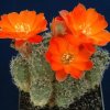 Rebutia_steinmannii_v_raus